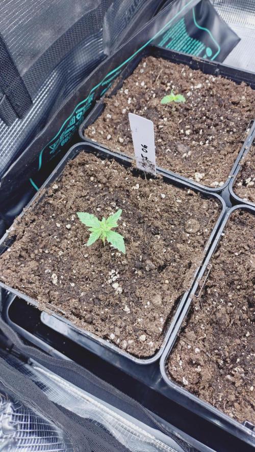 Autumn 2026. Week 2 - 5L umgetopft 