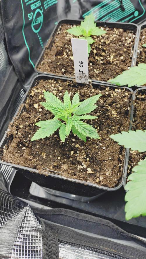 Autumn 2026. Week 3 - insane OG 