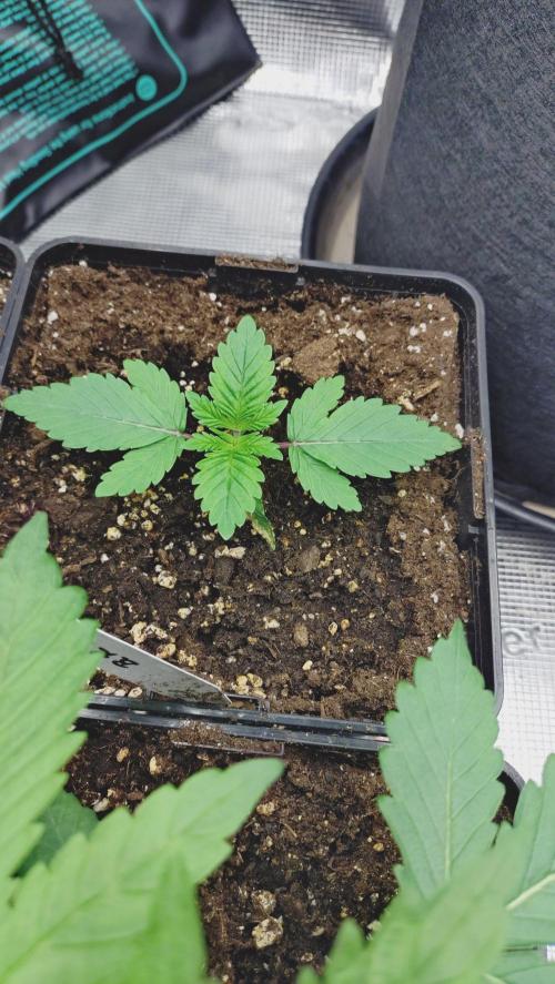 Autumn 2026. Week 3 - Banana Runtz 