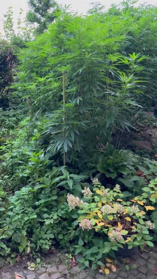Durban Poison + Early Girl