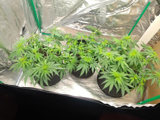 Zamnesia Experimental #gorilla piss fast. Week 1 - 7 Weeks veg. 