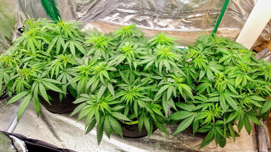 Zamnesia Experimental #gorilla piss fast. Week 1
