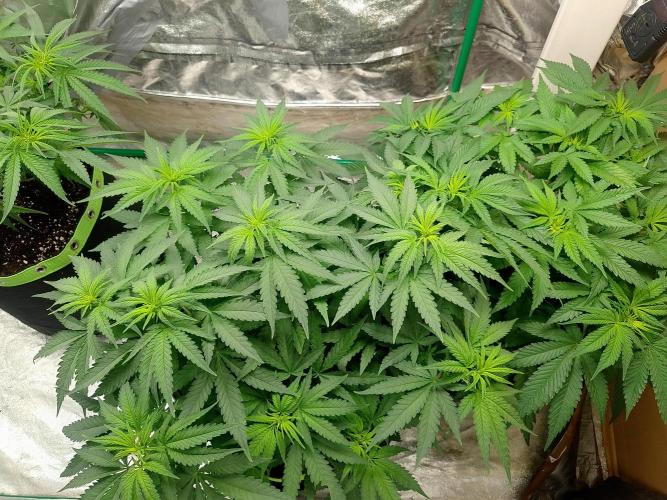 Zamnesia Experimental #gorilla piss fast. Week 1