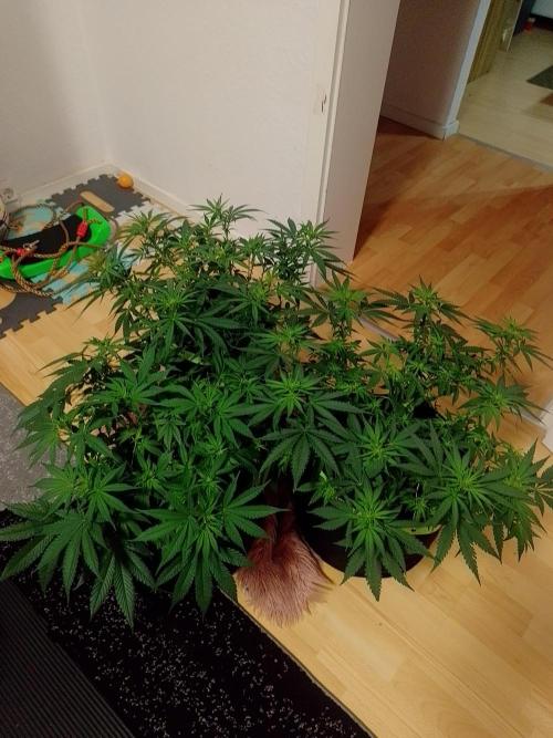 Zamnesia Experimental #gorilla piss fast. Week 2
