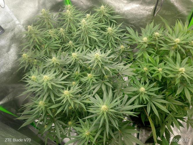 Zamnesia Experimental #gorilla piss fast. Week 4