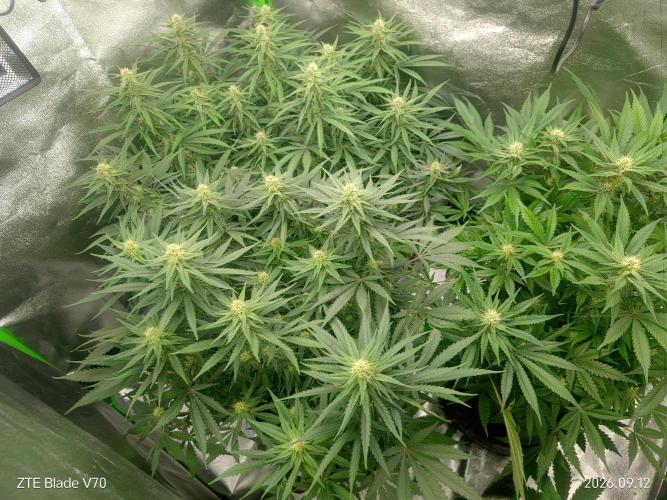 Zamnesia Experimental #gorilla piss fast. Week 4