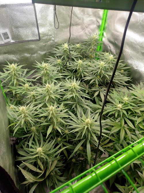 Zamnesia Experimental #gorilla piss fast. Week 4