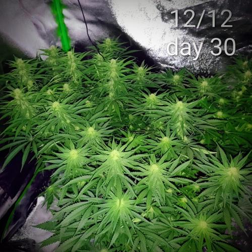 Zamnesia Experimental #gorilla piss fast. Week 4