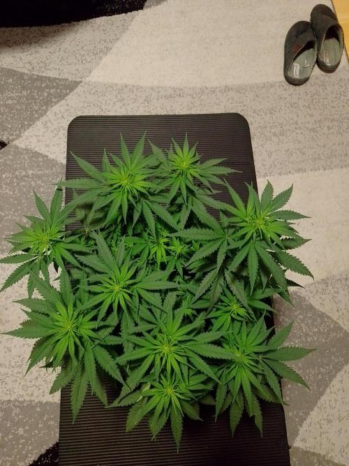 Zamnesia Experimental #gorilla piss fast. Week 2