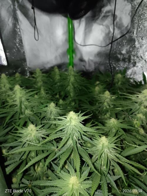 Zamnesia Experimental #gorilla piss fast. Week 5