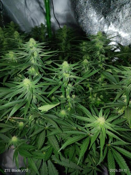 Zamnesia Experimental #gorilla piss fast. Week 5