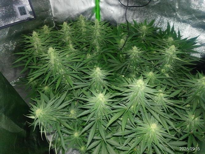 Zamnesia Experimental #gorilla piss fast. Week 5