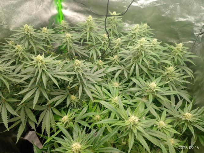 Zamnesia Experimental #gorilla piss fast. Week 5