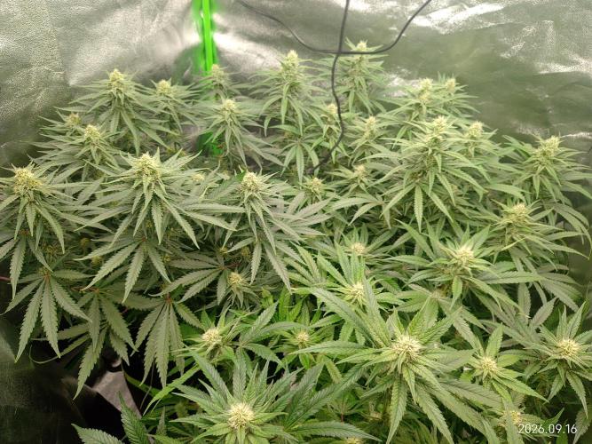 Zamnesia Experimental #gorilla piss fast. Week 5