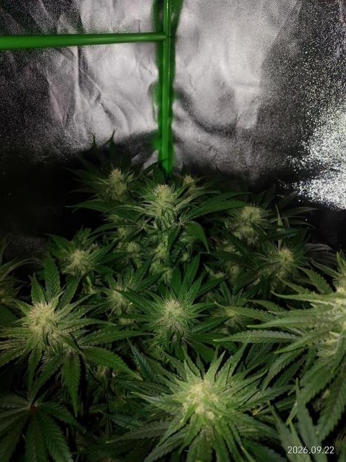 Zamnesia Experimental #gorilla piss fast. Week 6
