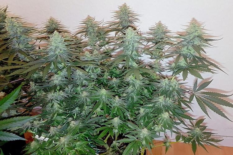Zamnesia Experimental #gorilla piss fast. Week 6