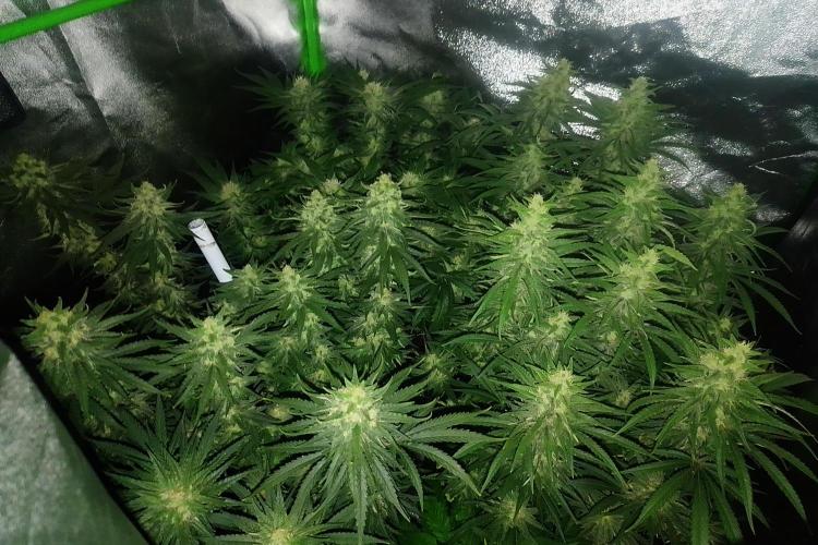 Zamnesia Experimental #gorilla piss fast. Week 6