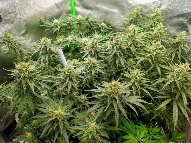 Zamnesia Experimental #gorilla piss fast. Week 6