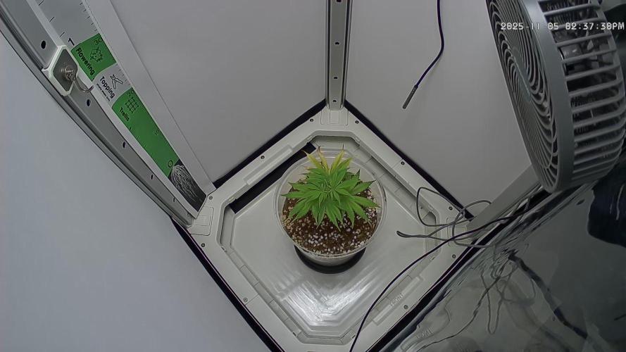 Dutch Genetics - Purple Haze feminised. Week 1