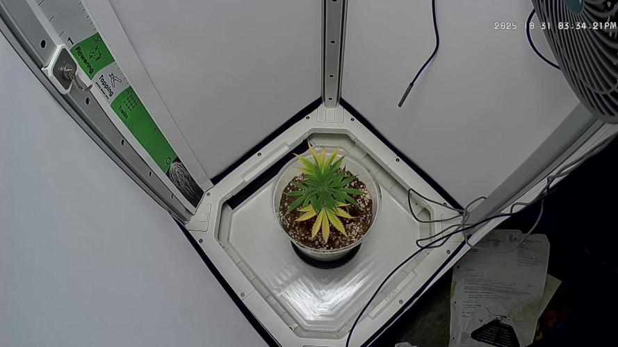 Dutch Genetics - Purple Haze feminised