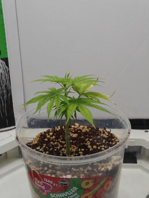 Dutch Genetics - Purple Haze feminised. Week 2