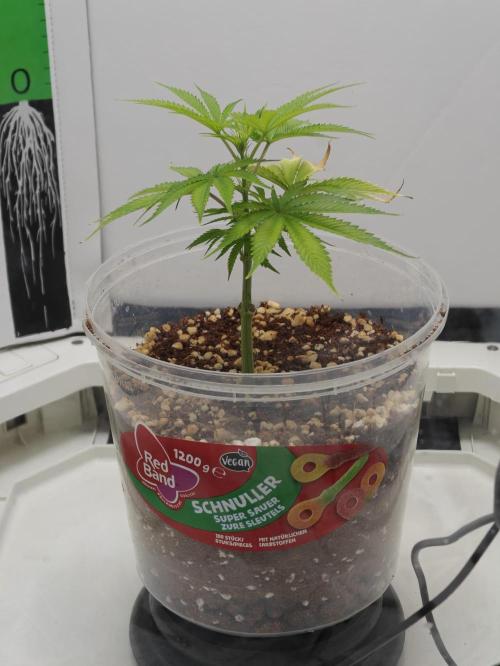 Dutch Genetics - Purple Haze feminised. Week 2