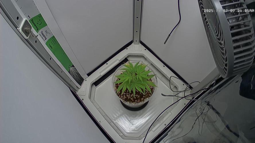 Dutch Genetics - Purple Haze feminised. Week 2