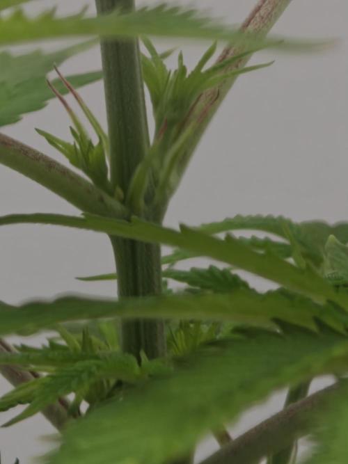 Dutch Genetics - Purple Haze feminised. Week 2