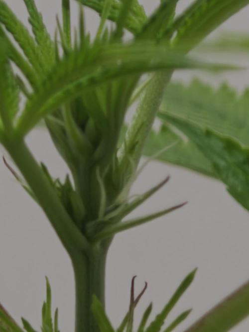 Dutch Genetics - Purple Haze feminised. Week 2