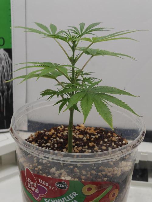 Dutch Genetics - Purple Haze feminised. Week 2