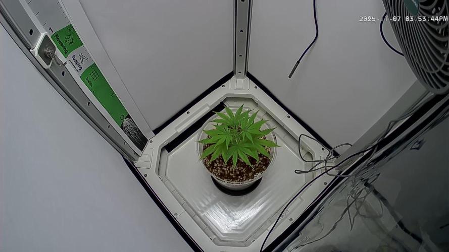 Dutch Genetics - Purple Haze fem.(VGrow)