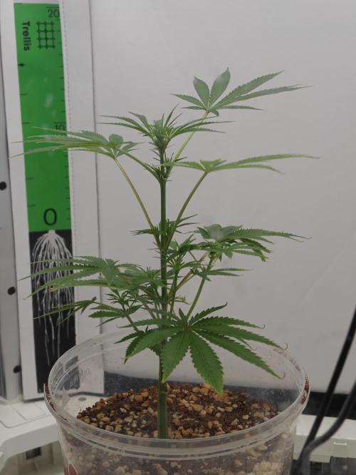 Dutch Genetics - Purple Haze fem.(VGrow). Week 3