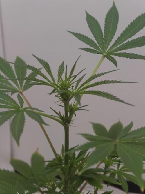 Dutch Genetics - Purple Haze fem.(VGrow). Week 3