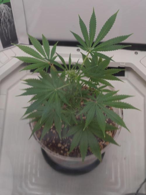 Dutch Genetics - Purple Haze fem.(VGrow). Week 3