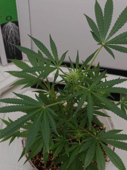 Dutch Genetics - Purple Haze fem.(VGrow). Week 3