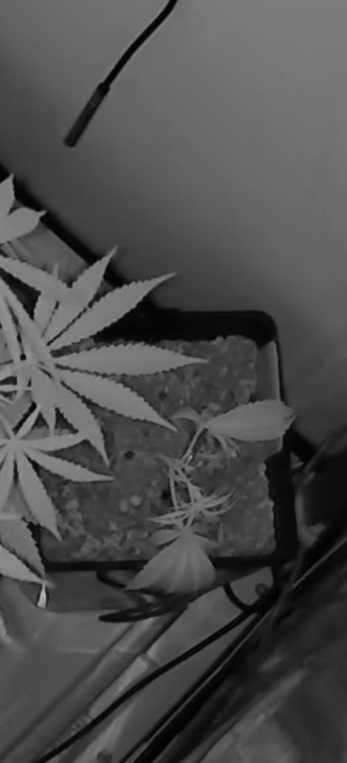 Dutch Genetics - Purple Haze fem.(VGrow). Week 3