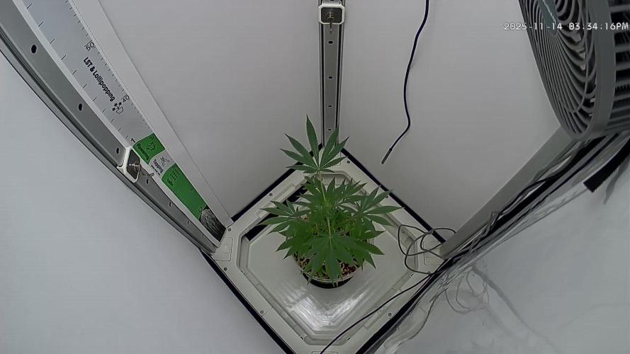 Dutch Genetics - Purple Haze fem.(VGrow)