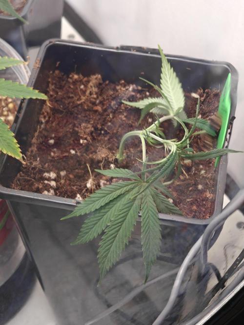 Dutch Genetics - Purple Haze fem.(VGrow). Week 4