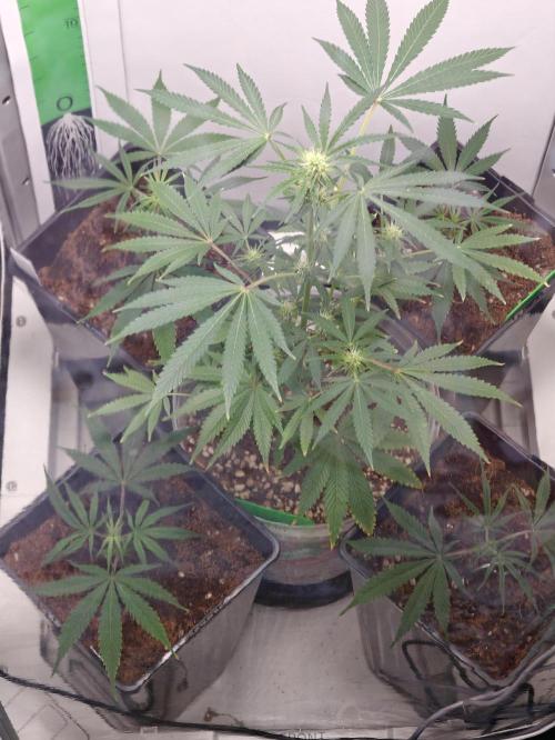 Dutch Genetics - Purple Haze fem.(VGrow). Week 4