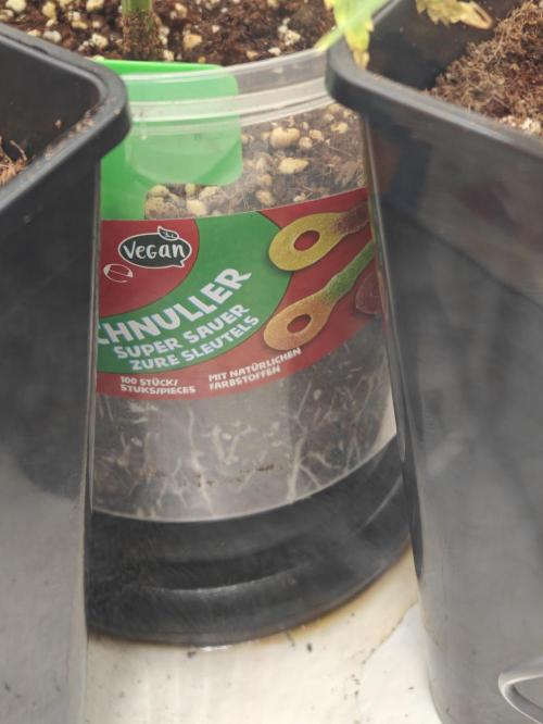 Dutch Genetics - Purple Haze fem.(VGrow). Week 4