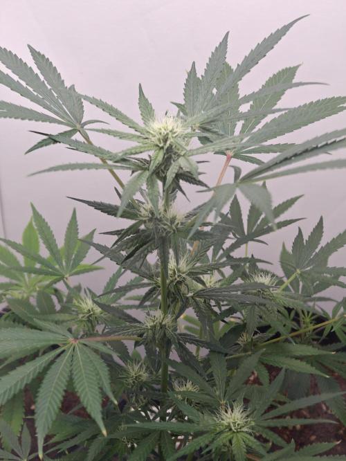 Dutch Genetics - Purple Haze fem.(VGrow). Week 4