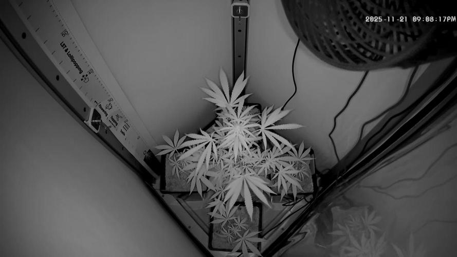 Dutch Genetics - Purple Haze fem.(VGrow)