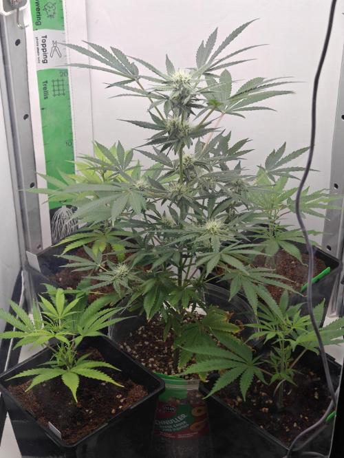 Dutch Genetics - Purple Haze fem.(VGrow). Week 5