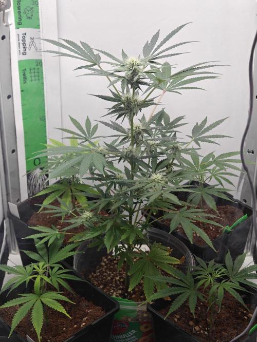 Dutch Genetics - Purple Haze fem.(VGrow). Week 5