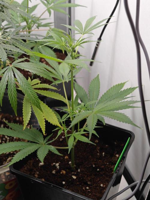 Dutch Genetics - Purple Haze fem.(VGrow). Week 5