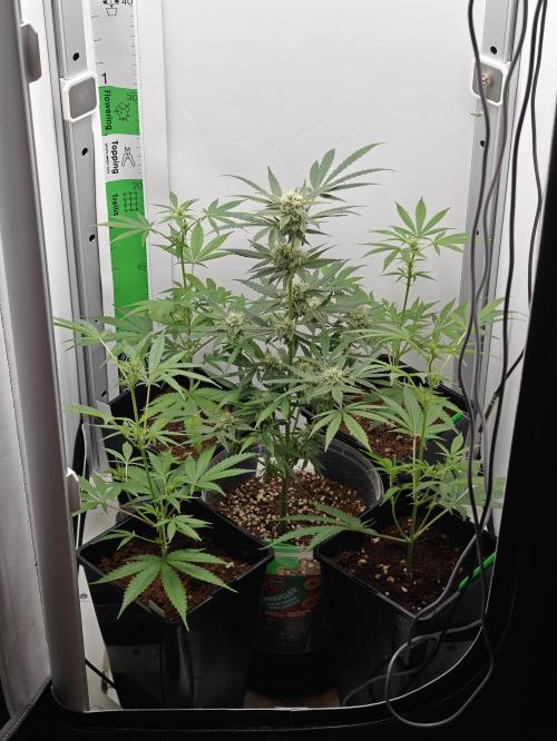 Dutch Genetics - Purple Haze fem.(VGrow). Week 5