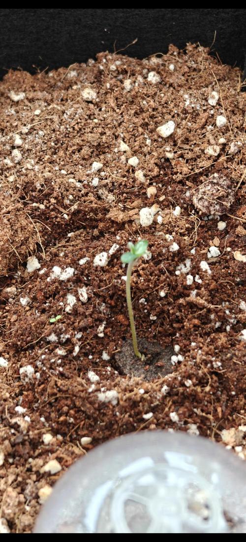 Ganja Farmer - Strawberry Zkittelz Auto. Week 13