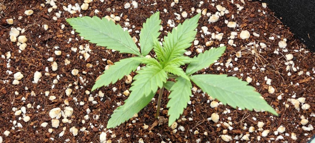 Ganja Farmer - Strawberry Zkittelz Auto. Week 13