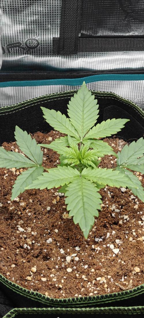 Ganja Farmer - Strawberry Zkittelz Auto. Week 13