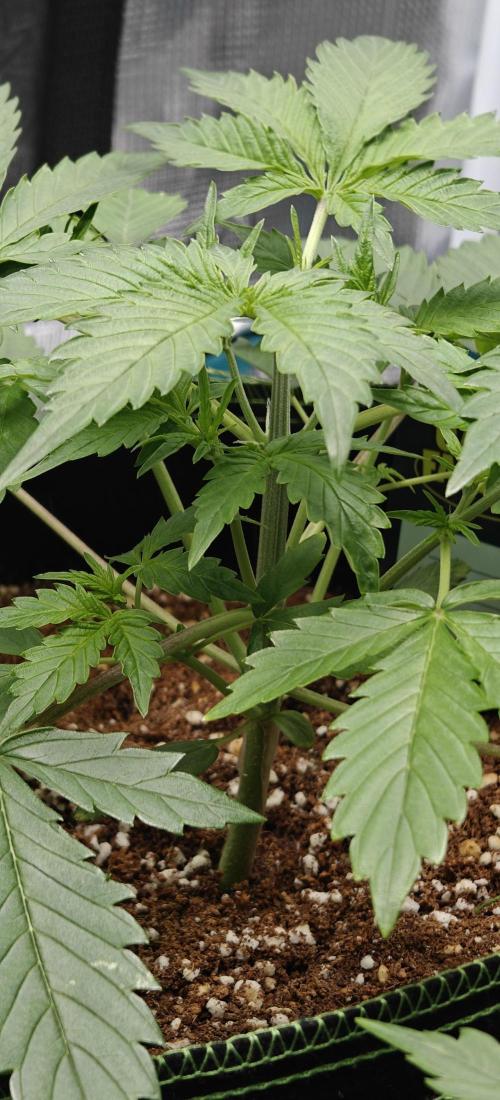 Ganja Farmer - Strawberry Zkittelz Auto. Week 13